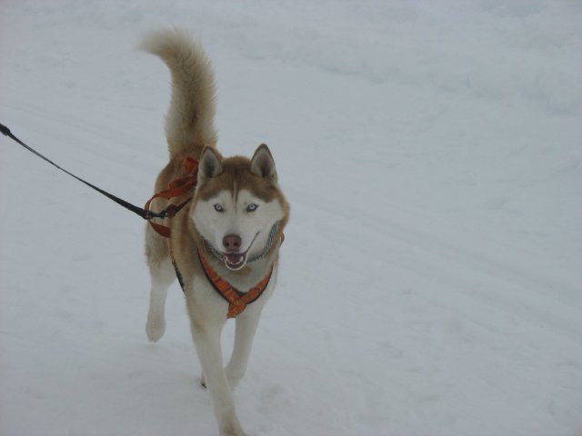 Les Liubov Sous La Neige 2010