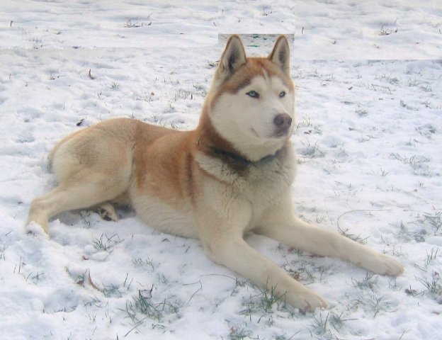Les Liubov Sous La Neige 2010