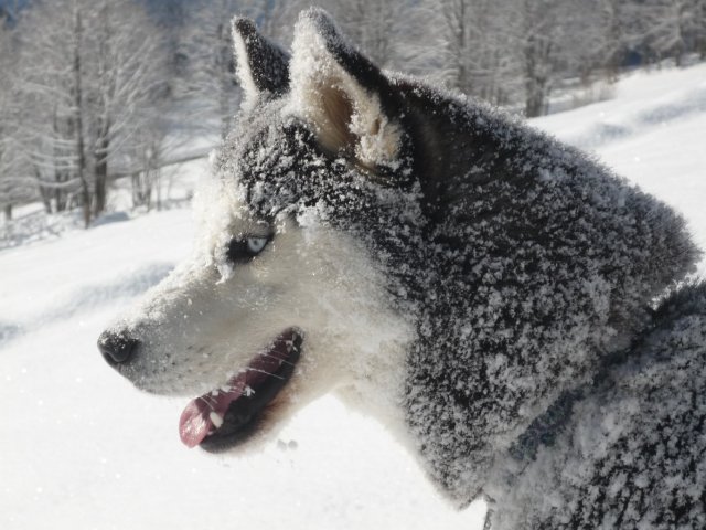 Les Liubov Sous La Neige 2010