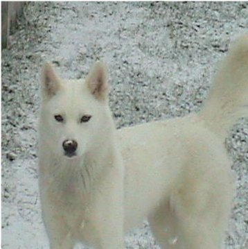 Les Liubov Sous La Neige 2010