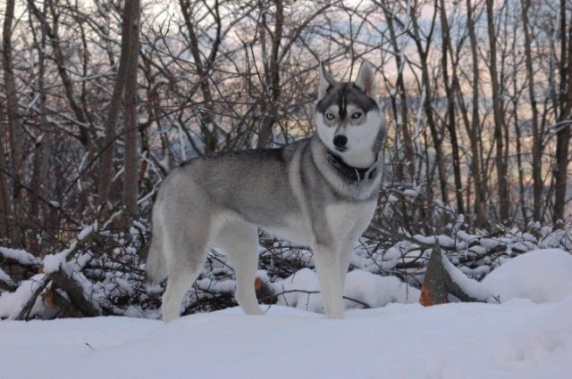 Les Liubov Sous La Neige 2010