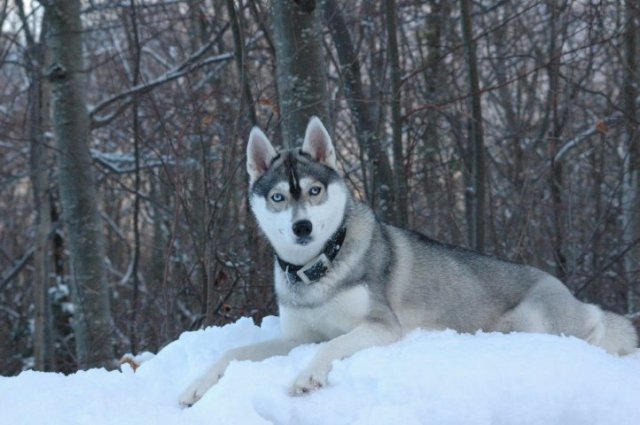 Les Liubov Sous La Neige 2010