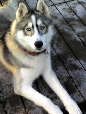 Les Liubov Sous La Neige 2010
