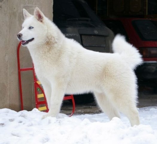 Les Liubov Sous La Neige 2010
