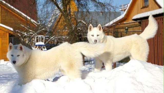 Les Liubov Sous La Neige 2010