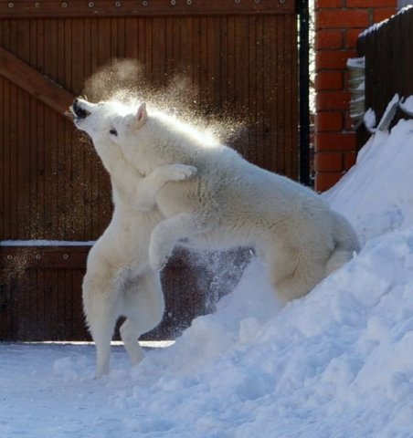 Les Liubov Sous La Neige 2010