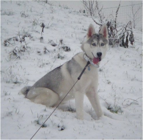 Les Liubov Sous La Neige 2010