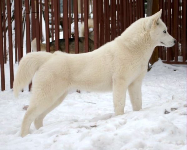 Les Liubov Sous La Neige 2010