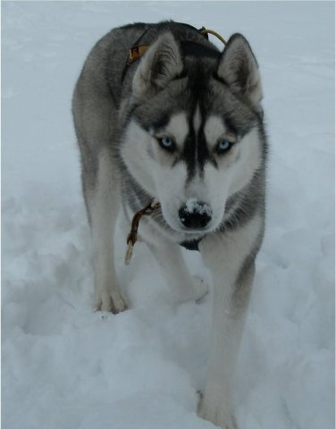 Les Liubov Sous La Neige 2010