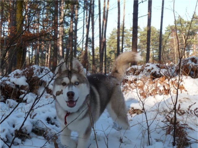 Les Liubov Sous La Neige 2010
