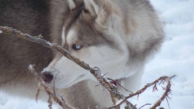Les Liubov Sous La Neige 2010
