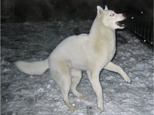 Les Liubov Sous La Neige 2010