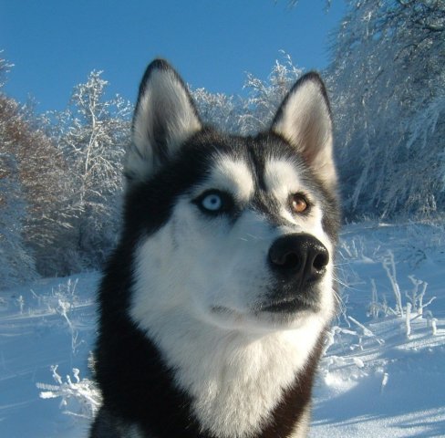 Les Liubov Sous La Neige 2010