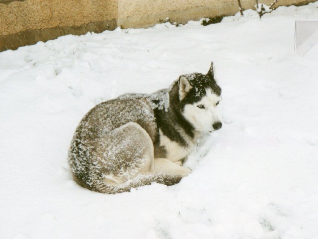 Les Liubov Sous La Neige 2010