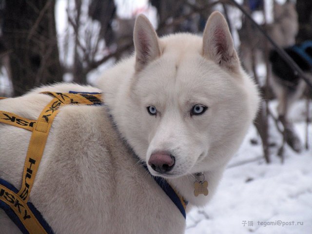 Les Liubov Sous La Neige 2010