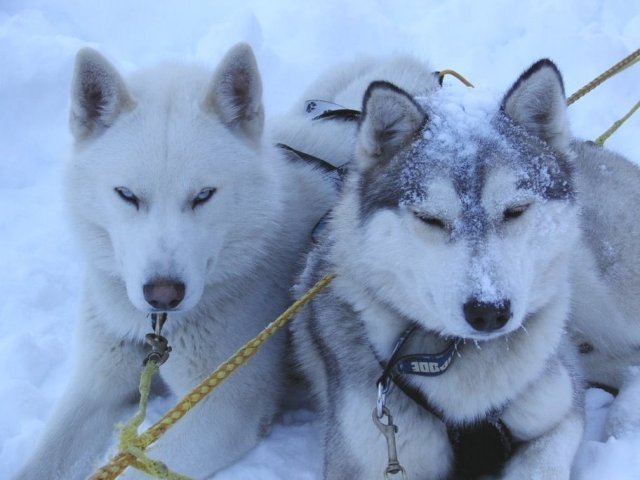 Les Liubov Sous La Neige 2010