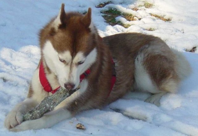 Les Liubov Sous La Neige 2010
