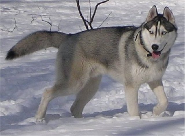 Les Liubov Sous La Neige 2010