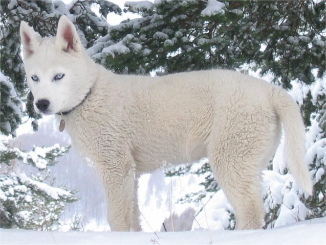 Les Liubov Sous La Neige 2010