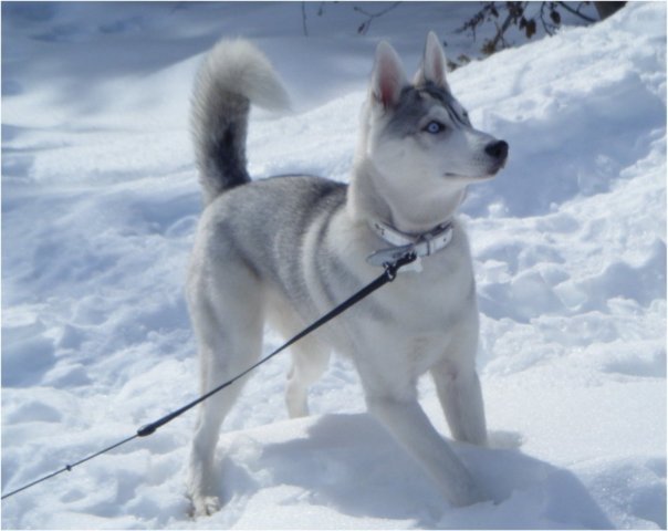 Les Liubov Sous La Neige 2010