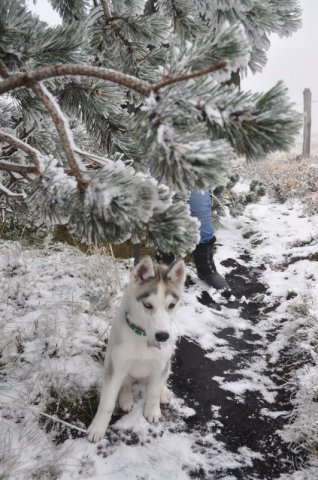 Les Liubov sous la neige en 2011