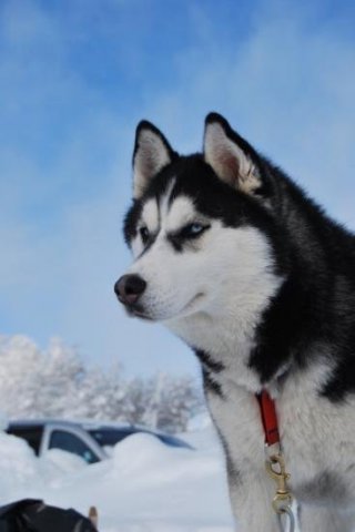 Les Liubov sous la neige en 2011