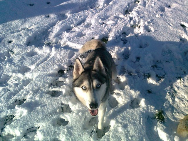 Les Liubov sous la neige en 2011