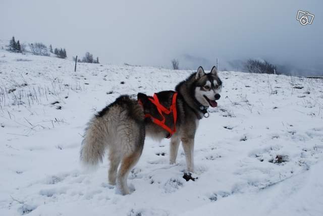 Les Liubov sous la neige en 2011