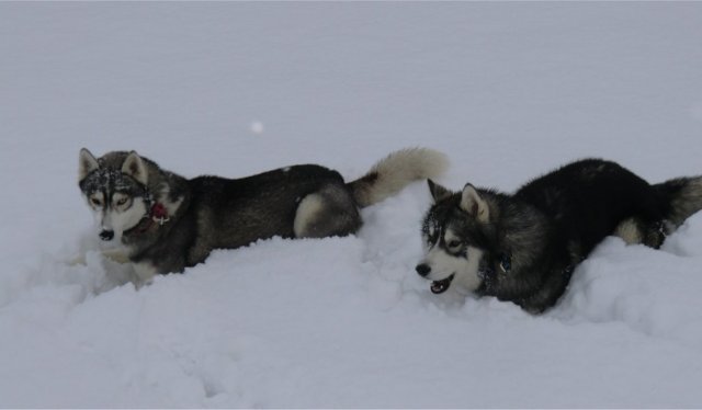 Les Liubov sous la neige en 2011