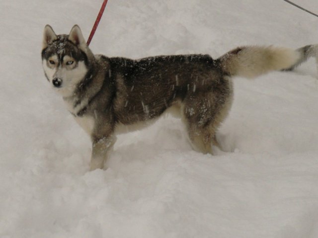 Les Liubov sous la neige en 2011