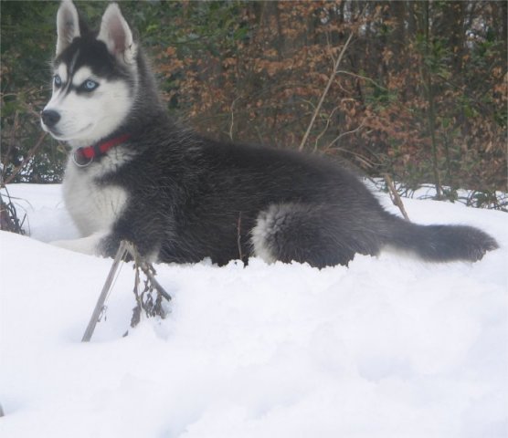 Les Liubov sous la neige en 2011