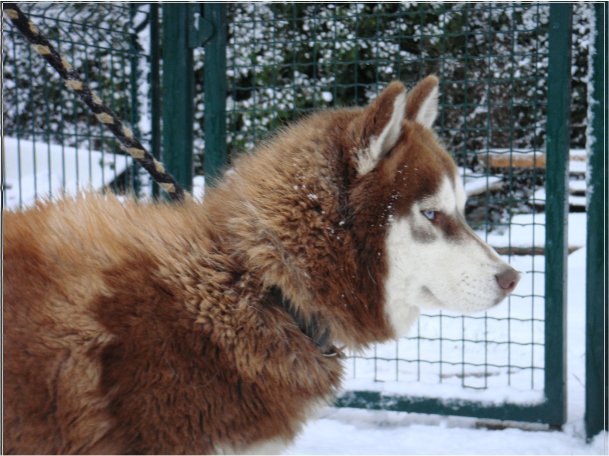 Les Liubov sous la neige en 2011