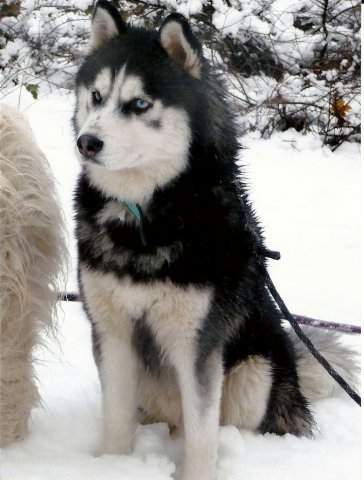 Les Liubov sous la neige en 2011