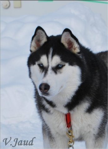 Les Liubov sous la neige en 2011
