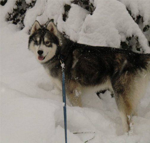 Les Liubov sous la neige en 2011