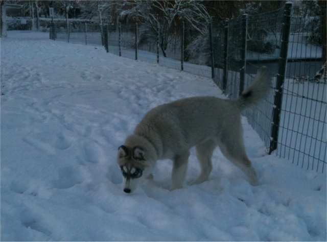 Les Liubov sous la neige en 2011