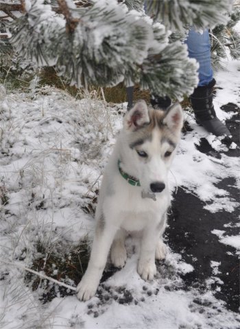 Les Liubov sous la neige en 2011