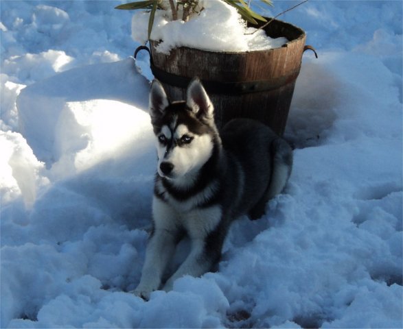 Les Liubov sous la neige en 2011