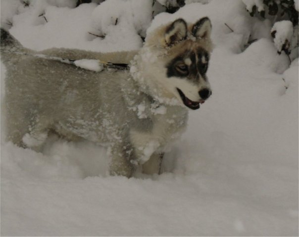 Les Liubov sous la neige en 2011