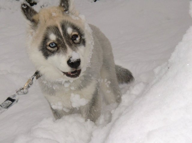 Les Liubov sous la neige en 2011