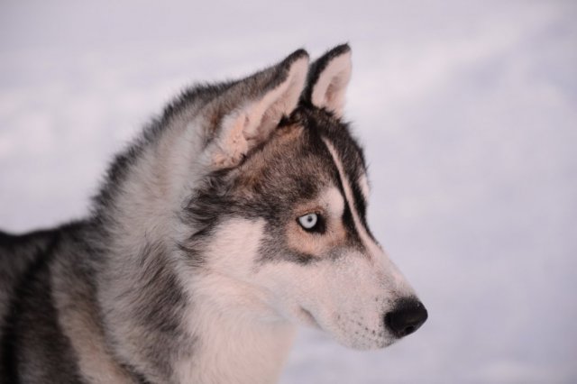 Liubov's D'Amarok en Laponie