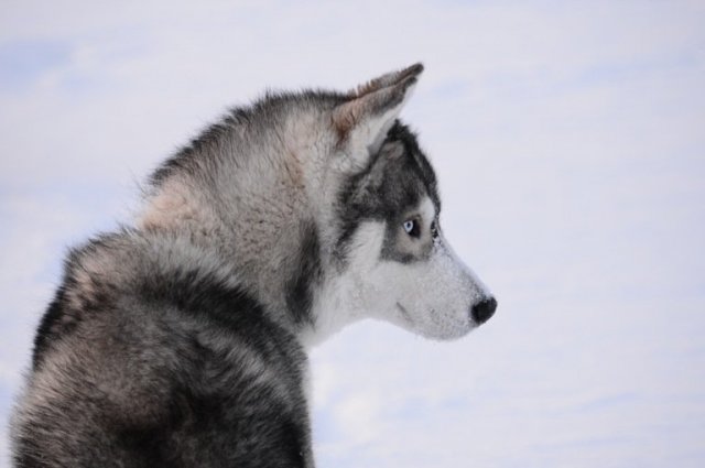 Liubov's D'Amarok en Laponie