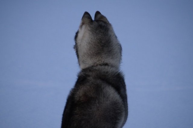 Liubov's D'Amarok en Laponie