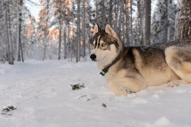 Liubov's D'Amarok en Laponie