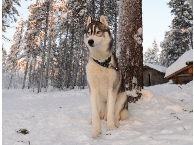 Liubov's D'Amarok en Laponie