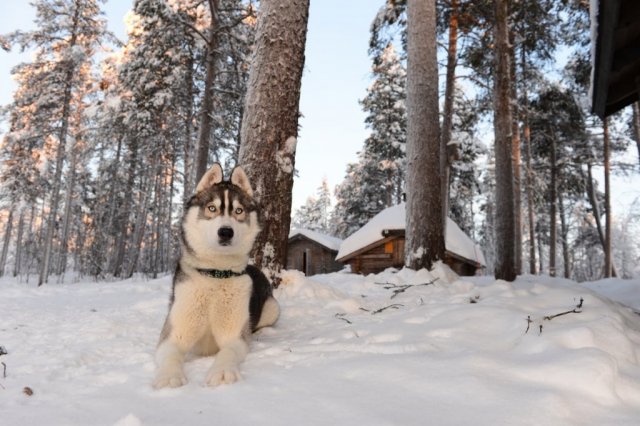 Liubov's D'Amarok en Laponie