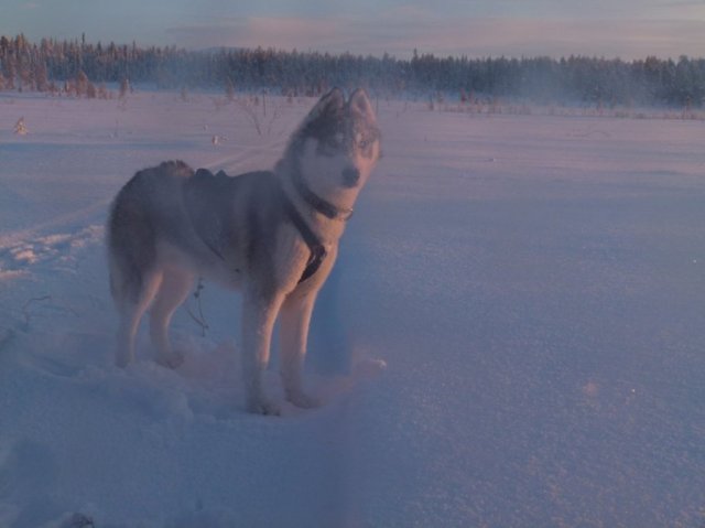 Liubov's D'Amarok en Laponie