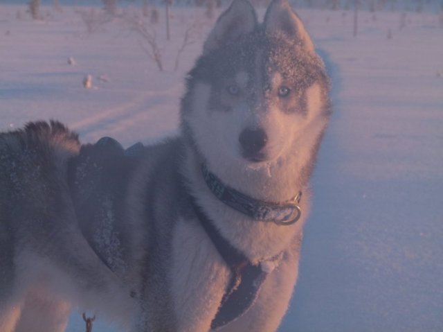 Liubov's D'Amarok en Laponie