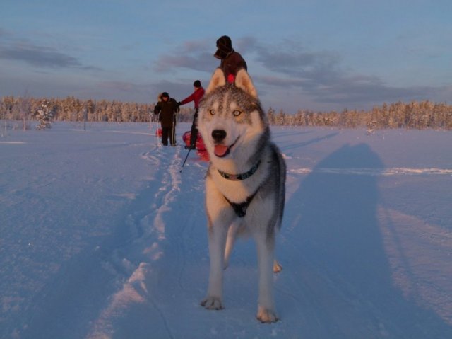 Liubov's D'Amarok en Laponie