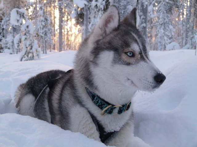 Liubov's D'Amarok en Laponie